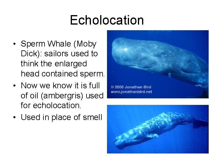 Echolocation • Sperm Whale (Moby Dick): sailors used to think the enlarged head contained Echolocation • Sperm Whale (Moby Dick): sailors used to think the enlarged head contained