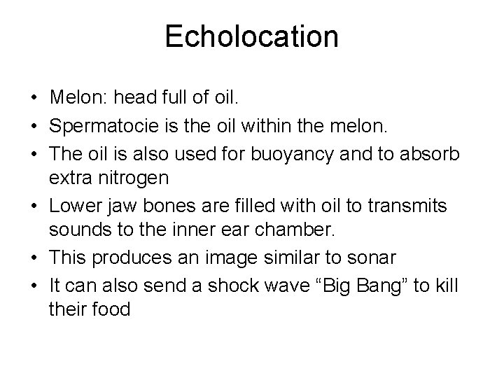 Echolocation • Melon: head full of oil. • Spermatocie is the oil within the Echolocation • Melon: head full of oil. • Spermatocie is the oil within the