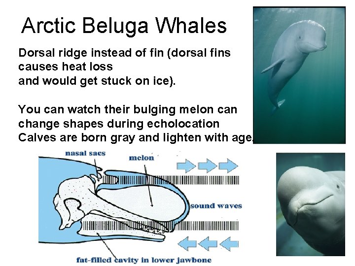 Arctic Beluga Whales Dorsal ridge instead of fin (dorsal fins causes heat loss and Arctic Beluga Whales Dorsal ridge instead of fin (dorsal fins causes heat loss and