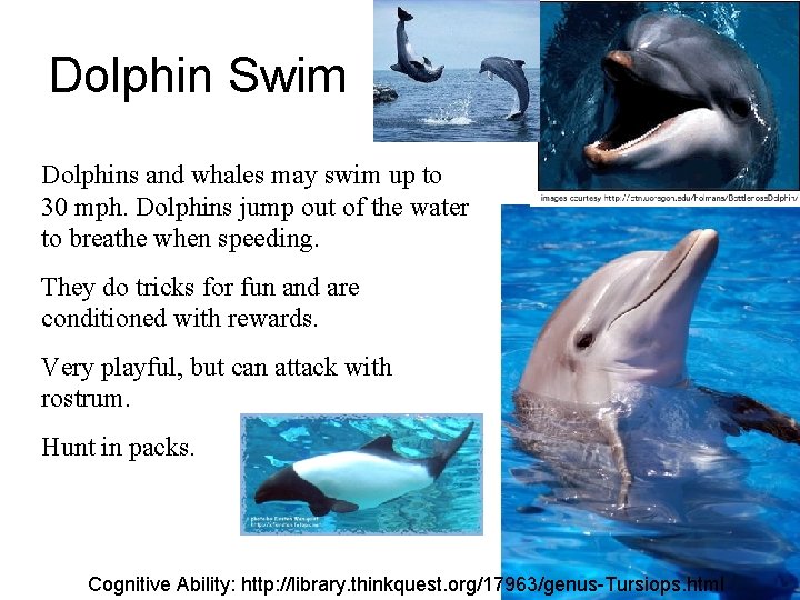 Dolphin Swim Dolphins and whales may swim up to 30 mph. Dolphins jump out Dolphin Swim Dolphins and whales may swim up to 30 mph. Dolphins jump out