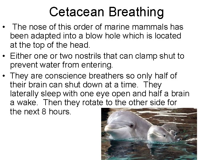 Cetacean Breathing • The nose of this order of marine mammals has been adapted Cetacean Breathing • The nose of this order of marine mammals has been adapted