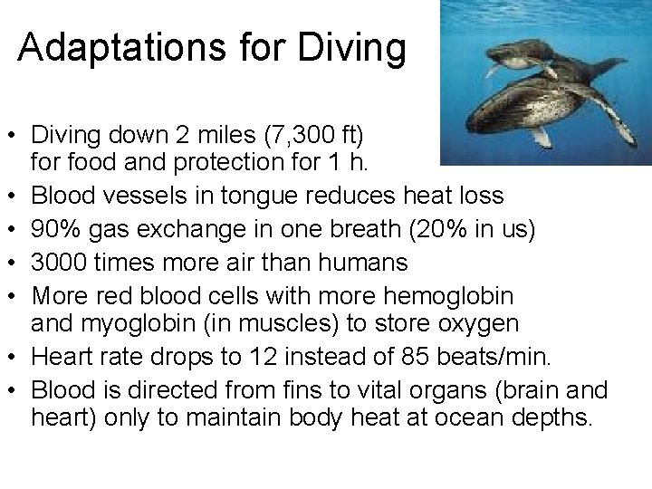 Adaptations for Diving • Diving down 2 miles (7, 300 ft) for food and Adaptations for Diving • Diving down 2 miles (7, 300 ft) for food and