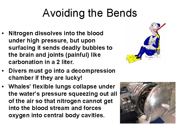 Avoiding the Bends • Nitrogen dissolves into the blood under high pressure, but upon Avoiding the Bends • Nitrogen dissolves into the blood under high pressure, but upon