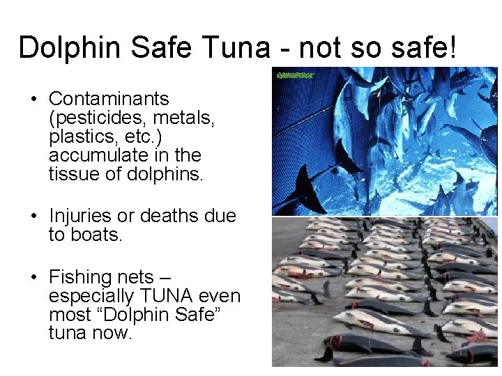 Dolphin Safe Tuna - not so safe! • Contaminants (pesticides, metals, plastics, etc. ) Dolphin Safe Tuna - not so safe! • Contaminants (pesticides, metals, plastics, etc. )
