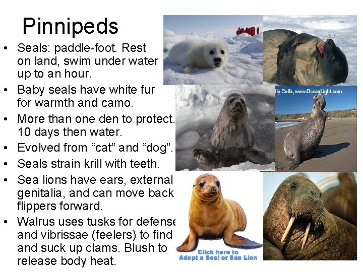 Pinnipeds • Seals: paddle-foot. Rest on land, swim under water up to an hour. Pinnipeds • Seals: paddle-foot. Rest on land, swim under water up to an hour.