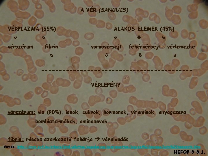 A VÉR (SANGUIS) VÉRPLAZMA (55%) vérszérum ALAKOS ELEMEK (45%) fibrin vörösvérsejt fehérvérsejt vérlemezke ---------------------VÉRLEPÉNY