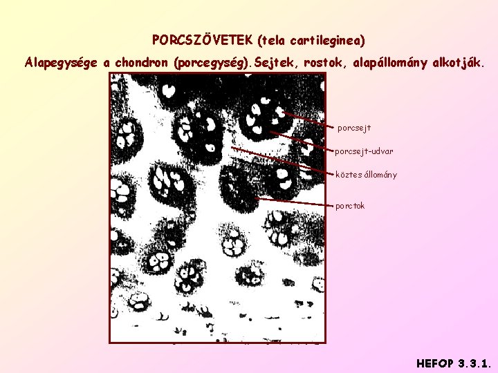 PORCSZÖVETEK (tela cartileginea) Alapegysége a chondron (porcegység). Sejtek, rostok, alapállomány alkotják. porcsejt-udvar köztes állomány