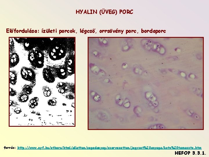 HYALIN (ÜVEG) PORC Előfordulása: ízületi porcok, légcső, orrsövény porc, bordaporc forrás: http: //www. nyf.