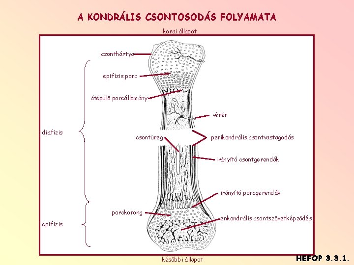 A KONDRÁLIS CSONTOSODÁS FOLYAMATA korai állapot csonthártya epifízis porc átépülő porcállomány vérér diafízis csontüreg