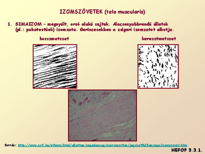 IZOMSZÖVETEK (tela muscularis) 1. SIMAIZOM – megnyúlt, orsó alakú sejtek. Alacsonyabbrendű állatok (pl. :