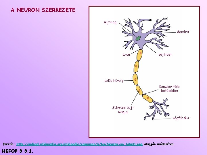A NEURON SZERKEZETE sejtmag dendrit axon sejttest velős hüvely Ranwier-féle befűződés Schwann sejt magja