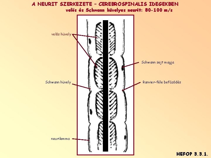A NEURIT SZERKEZETE – CEREBROSPINALIS IDEGEKBEN velős és Schwann hüvelyes neurit: 80 -100 m/s