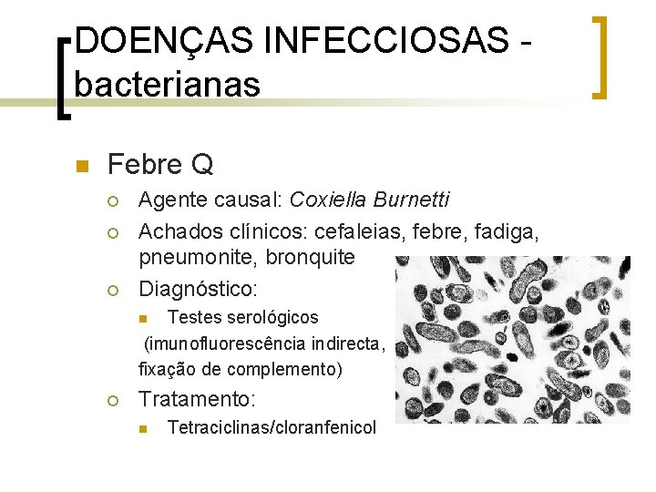 DOENÇAS INFECCIOSAS bacterianas n Febre Q ¡ ¡ ¡ Agente causal: Coxiella Burnetti Achados