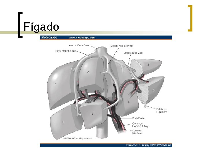 Fígado 