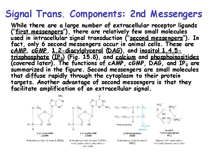 Signal Trans. Components: 2 nd Messengers While there a large number of extracellular receptor Signal Trans. Components: 2 nd Messengers While there a large number of extracellular receptor