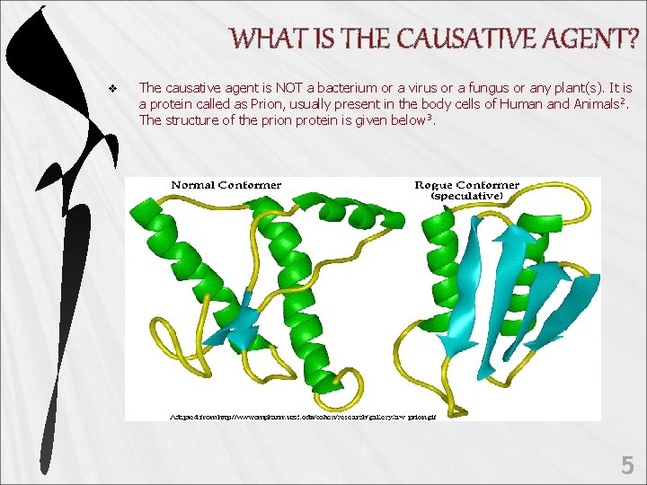 WHAT IS THE CAUSATIVE AGENT? v The causative agent is NOT a bacterium or