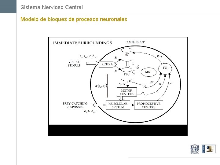 Sistema Nervioso Central Modelo de bloques de procesos neuronales 