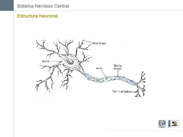 Sistema Nervioso Central Estructura Neuronal 