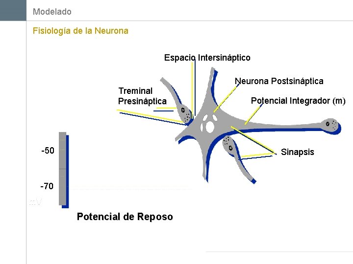 Modelado Fisiología de la Neurona Espacio Intersináptico Treminal Presináptica -50 Neurona Postsináptica Potencial Integrador