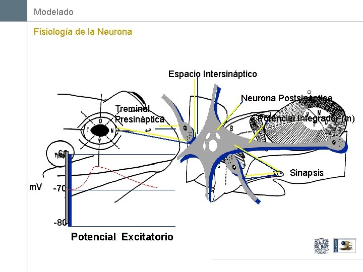 Modelado Fisiología de la Neurona Espacio Intersináptico Neurona Postsináptica Treminal Presináptica Potencial Integrador (m)