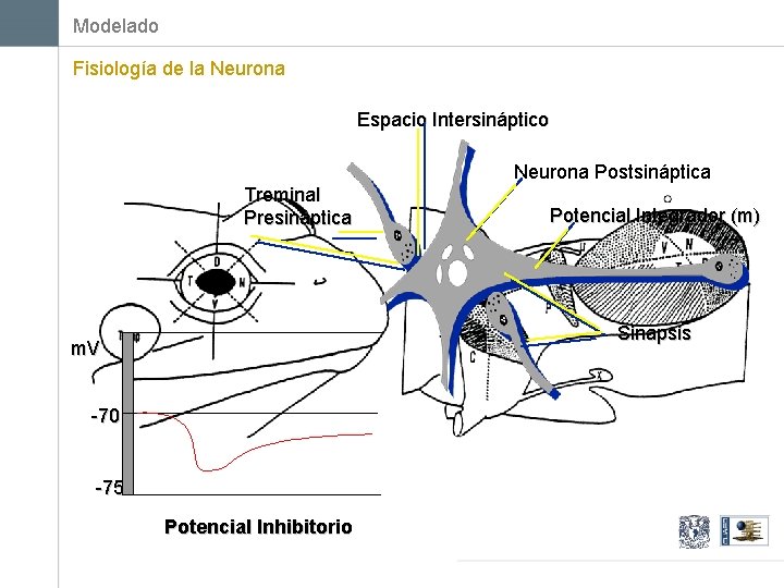 Modelado Fisiología de la Neurona Espacio Intersináptico Neurona Postsináptica Treminal Presináptica Potencial Integrador (m)