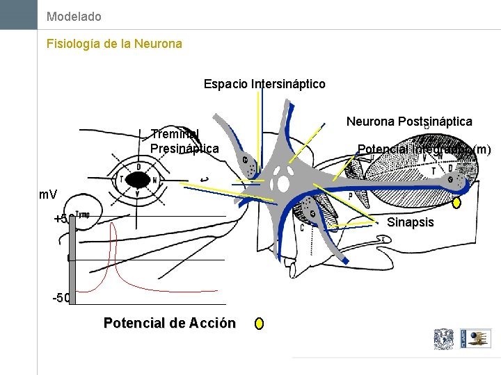 Modelado Fisiología de la Neurona Espacio Intersináptico Treminal Presináptica Neurona Postsináptica Potencial Integrador (m)