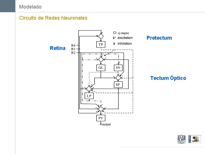 Modelado Circuito de Redes Neuronales Pretectum Retina Tectum Óptico 