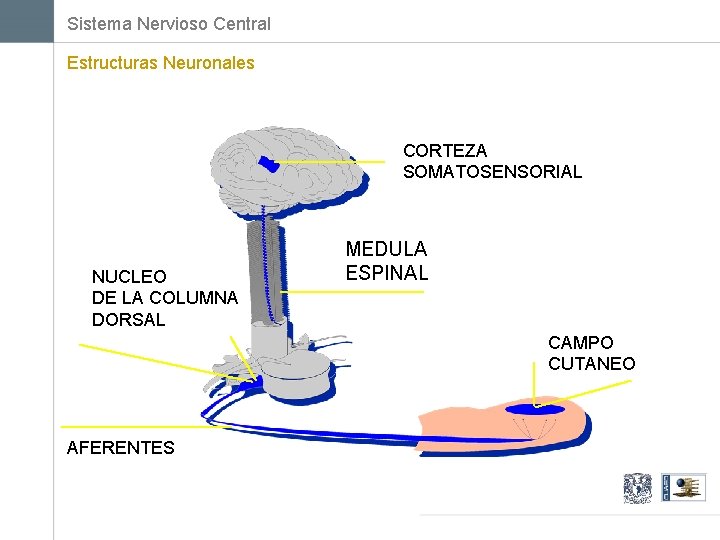 Sistema Nervioso Central Estructuras Neuronales CORTEZA SOMATOSENSORIAL NUCLEO DE LA COLUMNA DORSAL MEDULA ESPINAL