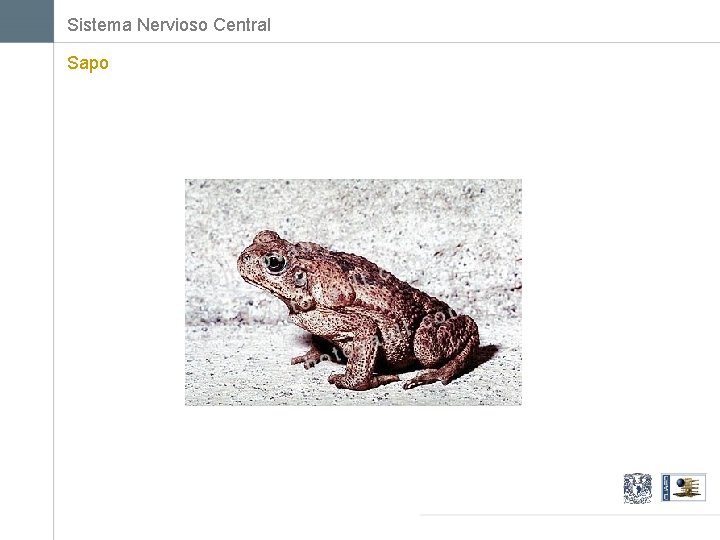 Sistema Nervioso Central Sapo 