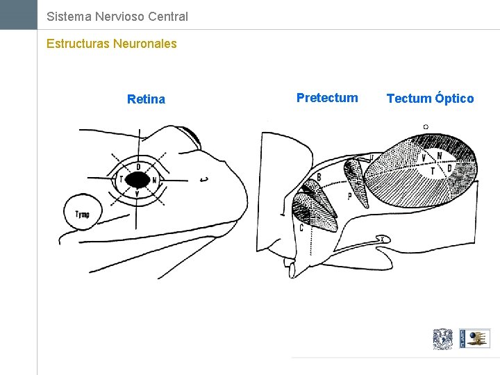 Sistema Nervioso Central Estructuras Neuronales Retina Pretectum Tectum Óptico 