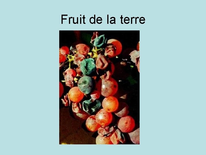 Fruit de la terre 