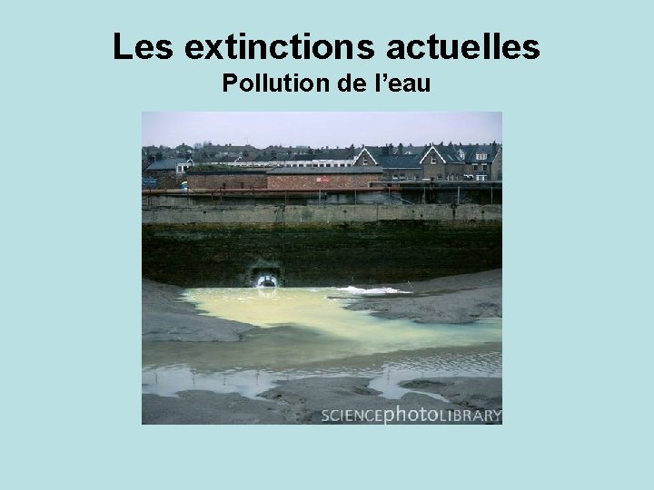 Les extinctions actuelles Pollution de l’eau 