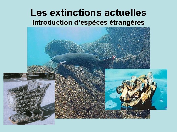 Les extinctions actuelles Introduction d’espèces étrangères 