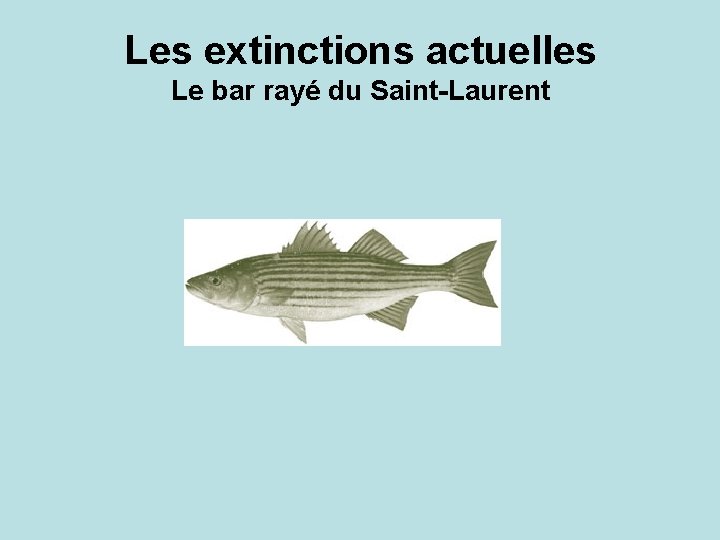 Les extinctions actuelles Le bar rayé du Saint-Laurent 