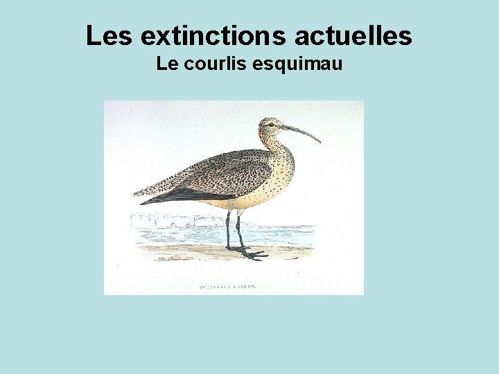 Les extinctions actuelles Le courlis esquimau 