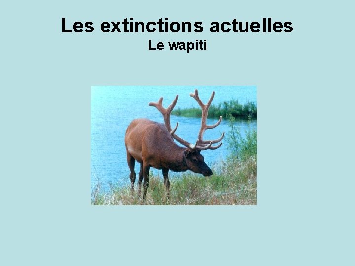 Les extinctions actuelles Le wapiti 