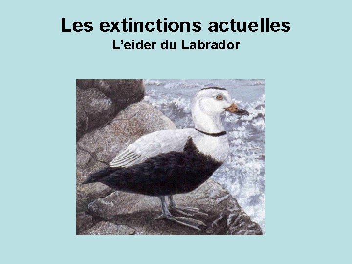 Les extinctions actuelles L’eider du Labrador 