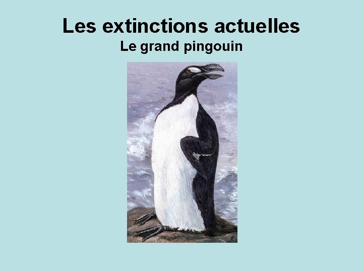 Les extinctions actuelles Le grand pingouin 