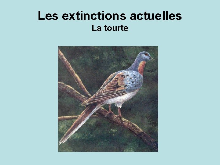 Les extinctions actuelles La tourte 