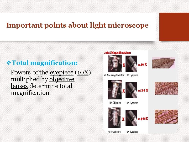 Important points about light microscope v. Total magnification: Powers of the eyepiece (10 X)