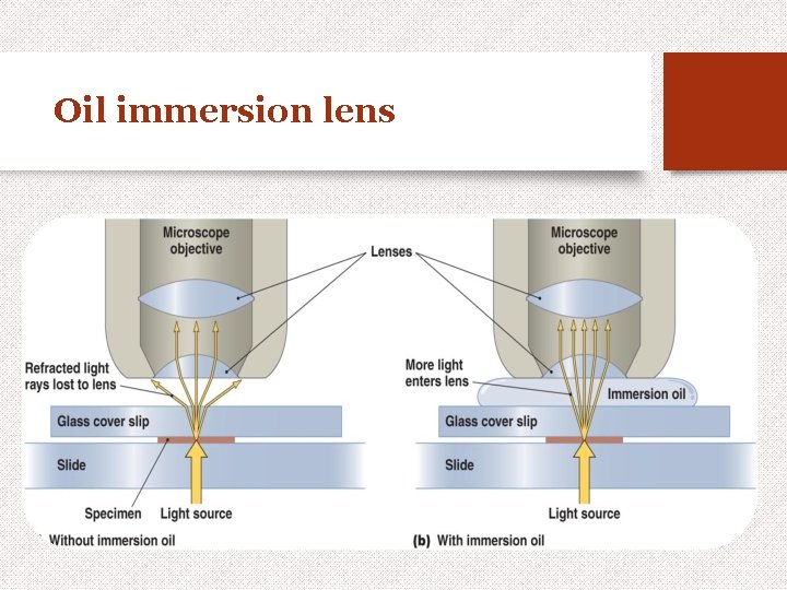 Oil immersion lens 