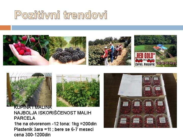 Pozitivni trendovi KUPINA I MALINA NAJBOLJA ISKORIŠĆENOST MALIH PARCELA 1 he na otvorenom -12