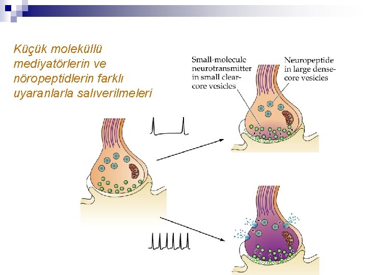 Küçük moleküllü mediyatörlerin ve nöropeptidlerin farklı uyaranlarla salıverilmeleri 