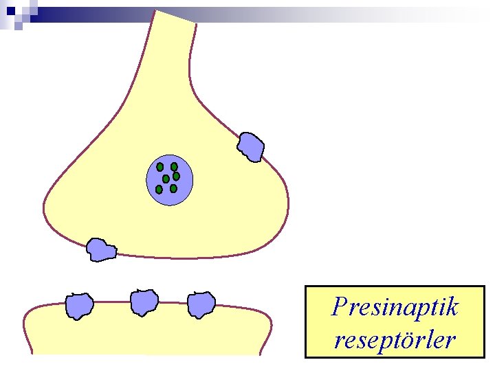 Presinaptik reseptörler 