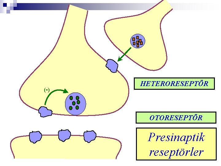 (-) HETERORESEPTÖR OTORESEPTÖR Presinaptik reseptörler 