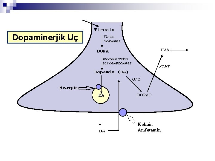 Tirozin Dopaminerjik Uç Tirozin hidroksilaz HVA DOPA Aromatik amino asit dekarboksilaz KOMT Dopamin (DA)