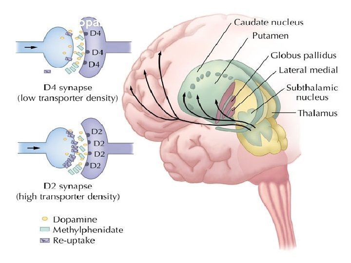 The nigrostriatal dopamine pathway and the mesolimbic dopamine pathway 