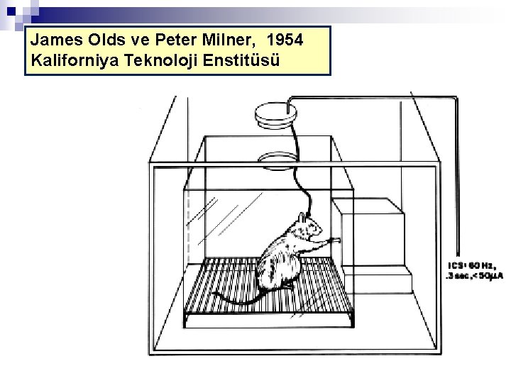 James Olds ve Peter Milner, 1954 Kaliforniya Teknoloji Enstitüsü 