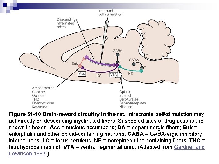 Figure 51 -10 Brain-reward circuitry in the rat. Intracranial self-stimulation may act directly on