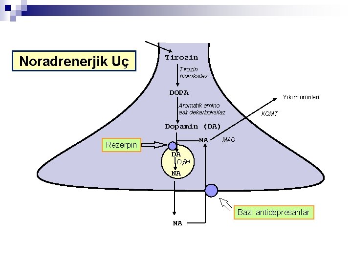 Noradrenerjik Uç Tirozin hidroksilaz DOPA Yıkım ürünleri Aromatik amino asit dekarboksilaz KOMT Dopamin (DA)